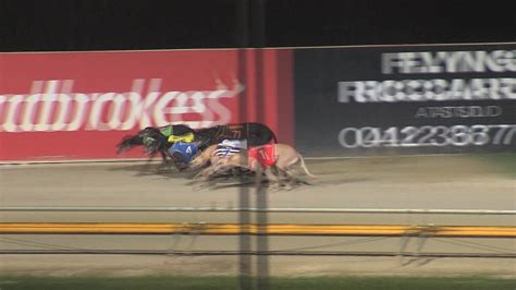 live greyhound commentary|Watch Live Greyhound Racing Coverage .